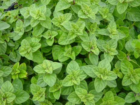 oregano