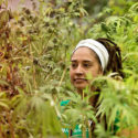 mama cultiva