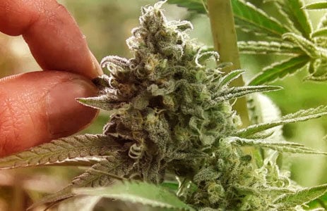 cannabis